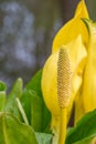 Western skunk-cabbage Lysichiton americanus, shiny yellow flower with spadix Royalty Free Stock Photo